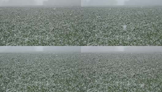 五月的春雪洒落在青葱的麦田里高清在线视频素材下载