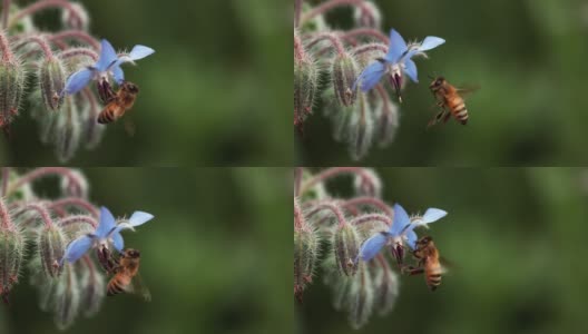 蜜蜂在采琉璃苣花高清在线视频素材下载