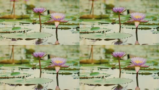 美丽的紫莲花、荷塘里的荷花高清在线视频素材下载