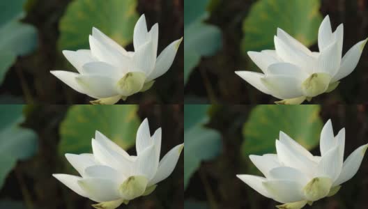 荷花一种新鲜的白莲或睡莲高清在线视频素材下载