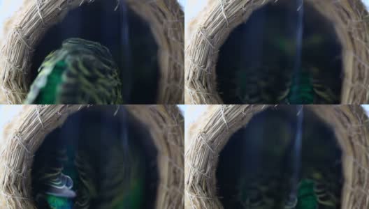 虎皮鹦鹉在鸟笼里玩耍高清在线视频素材下载