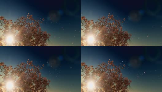美丽的玉兰花树，落花，映衬着夕阳，4K高清在线视频素材下载