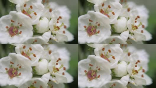 春天白色的山楂花。高清在线视频素材下载