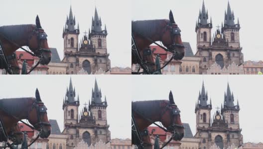 那匹马站在城堡的背景上高清在线视频素材下载