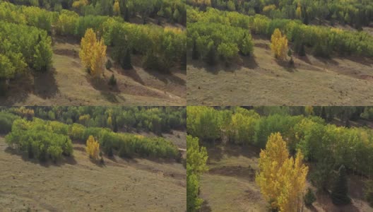 美国科罗拉多州维克多的一片草地边上的一片白杨树林高清在线视频素材下载