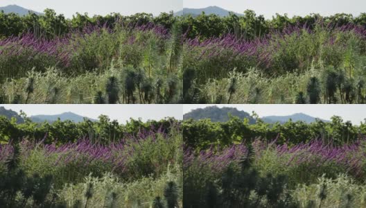 在葡萄园-薰衣草/鼠尾草花园生长在葡萄园附近高清在线视频素材下载