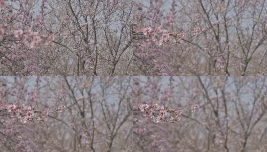 慢镜头:在摩尔多瓦春天的强风中盛开的杏树粉红色的花朵高清在线视频素材下载