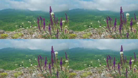 野生药用植物生长在云雾缭绕的山峦上。高清在线视频素材下载