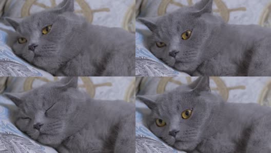 灰色的英国家猫，棕色眼睛，在床上睡着了。变焦高清在线视频素材下载