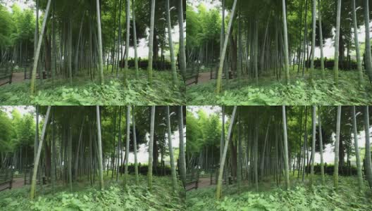 美丽的竹林在传统公园白天高清在线视频素材下载