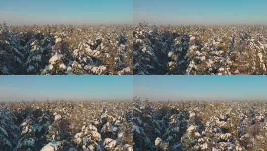 空中的:冬季天气晴朗的针叶林高清在线视频素材下载