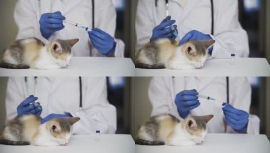 一位专业兽医给一只熟睡的小猫注射了瘟疫疫苗。对待动物。对幼小的猫来说是强制性的程序。高清在线视频素材下载