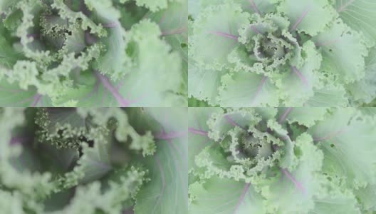 绿色的核心核心的装饰卷心菜花的叶子缩放高清在线视频素材下载