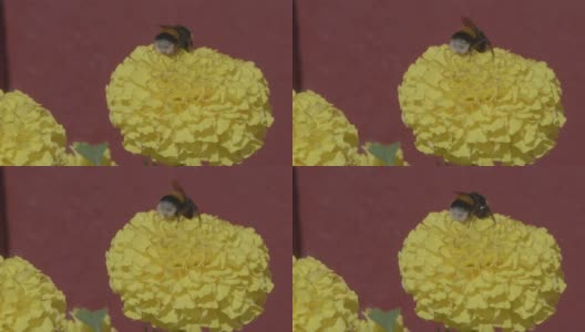 在瑞典的斯堪的那维亚半岛，一个阳光明媚的夏日，大黄蜂在黄色的花上慢动作高清在线视频素材下载