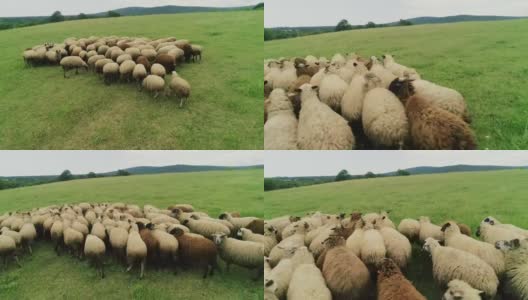 群绵羊高清在线视频素材下载