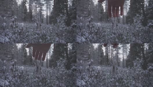 手抖掉森林里一株植物上的第一场雪高清在线视频素材下载
