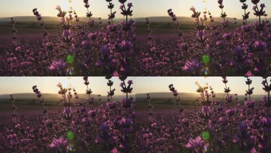 日落时分，盛开的薰衣草在田野里被蜜蜂授粉。普罗旺斯,法国。关闭了。有选择性的重点。缓慢的运动。薰衣草花春天背景与美丽的紫色颜色和散景灯高清在线视频素材下载