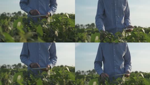 农民在大豆地里使用平板电脑高清在线视频素材下载