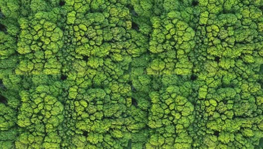 空中视频从一个德龙鸟瞰森林与绿色的树木和灌木丛。FullHD高清在线视频素材下载