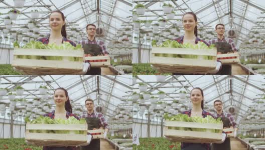 两个快乐的温室工人提着装满蔬菜的箱子。人们对他们种植的有机食物微笑和高兴。高清在线视频素材下载