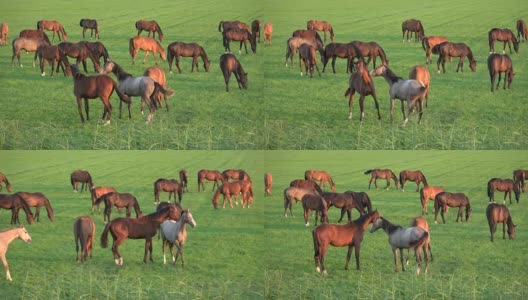 牧场上的马群，种马，草地，吃，打架，动物行为，荷兰，4K高清在线视频素材下载