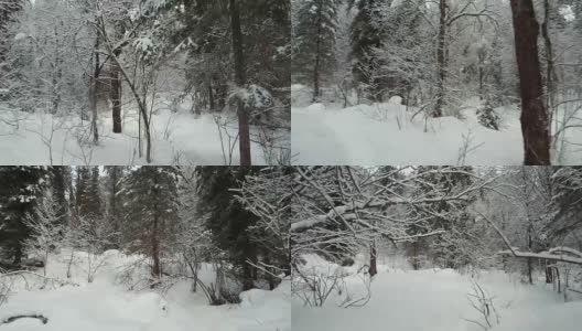 在特勒茨科湖岸边的特维内克(第三河)河上，在冬天大雪覆盖下的针叶林的步道上行走高清在线视频素材下载