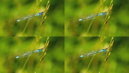 草上的蜻蜓，特写高清在线视频素材下载