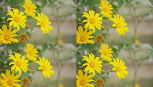 美丽的黄花自然盛开随着风吹高清在线视频素材下载