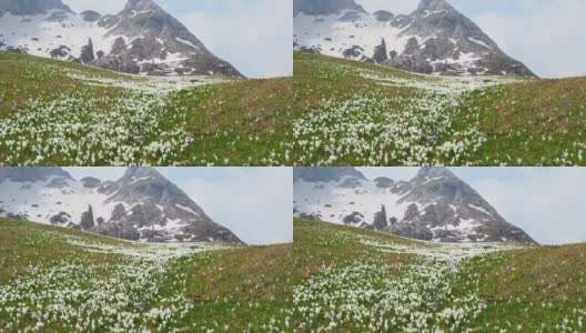 高山草地上的一套奇妙的番红花。番红花绽放。山的花。背景是阿尔卑斯山高清在线视频素材下载