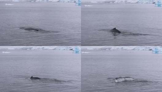 南极洲的座头鲸高清在线视频素材下载