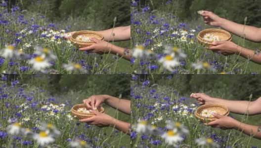 女药师用手在田间的玉米花间摘雏菊花。FullHD高清在线视频素材下载
