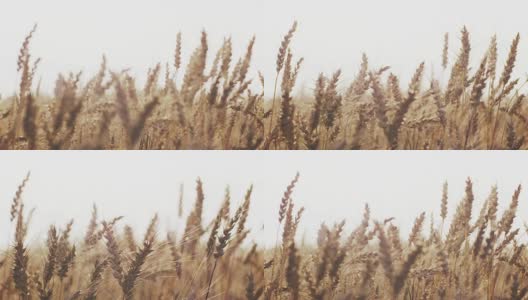 小麦穗在温暖的夏季日落光线高清在线视频素材下载