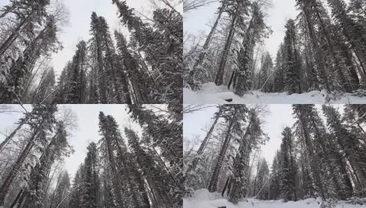 美丽的针叶林冬季森林高清在线视频素材下载