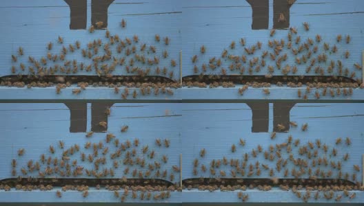 蜜蜂正在清洁木养蜂场入口高清在线视频素材下载