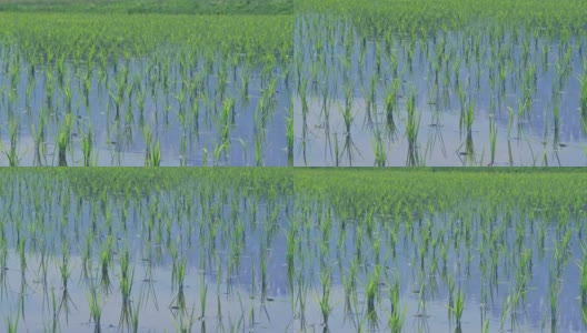 日本长野的风吹在小水稻上。高清在线视频素材下载