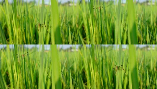 清晨稻田里的蜻蜓高清在线视频素材下载