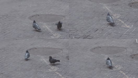 鸽子在鹅卵石街道上。高清在线视频素材下载