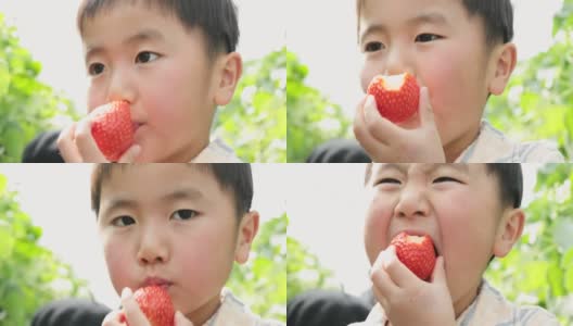 男孩在地里摘草莓高清在线视频素材下载