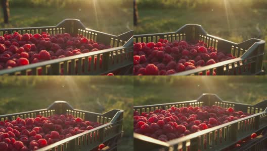 在田野中央的板条箱里，树莓沐浴在阳光下高清在线视频素材下载