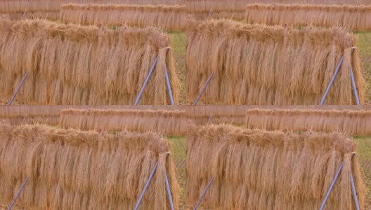 在稻田里自然晒干的收获的稻穗高清在线视频素材下载