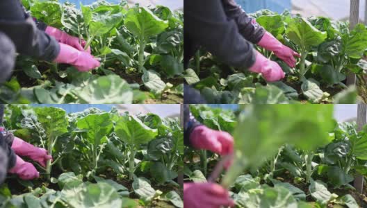 亚洲女农民在温室中收获羽衣甘蓝植物高清在线视频素材下载