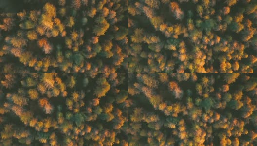 鸟瞰日落时分的秋山森林高清在线视频素材下载