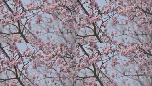 慢镜头特写盛开的杏树粉红色花在强风在摩尔多瓦春天高清在线视频素材下载