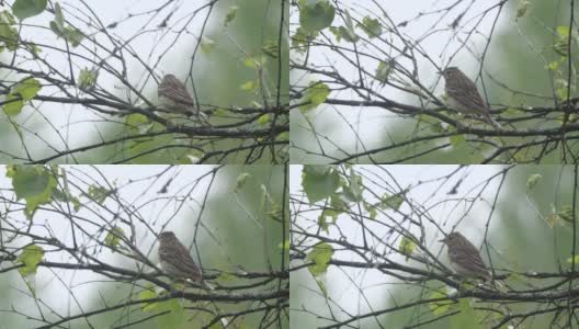 白桦树鹨(白花Anthus trivialis)春季鸣禽，白俄罗斯高清在线视频素材下载