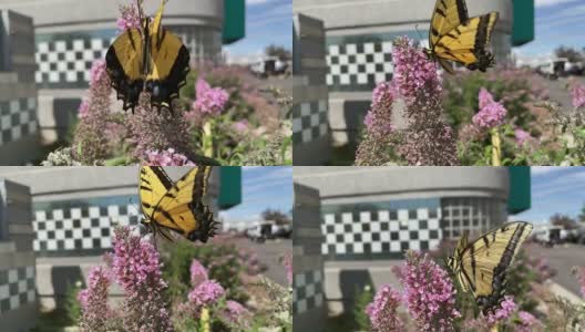 燕尾蝶在紫花盛开慢动作视频高清在线视频素材下载