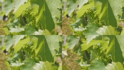 浅自由度葡萄(Vitis vinifera)植物和年轻的果实4K镜头高清在线视频素材下载