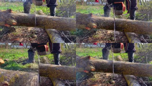 电锯切割成树干的视频高清在线视频素材下载