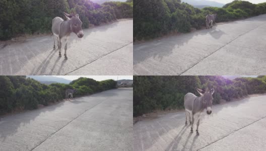 意大利乡村公路上一头灰色野驴的视频高清在线视频素材下载