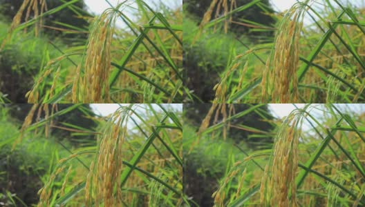 稻田里的水稻。谷物接近收获季节。高清在线视频素材下载