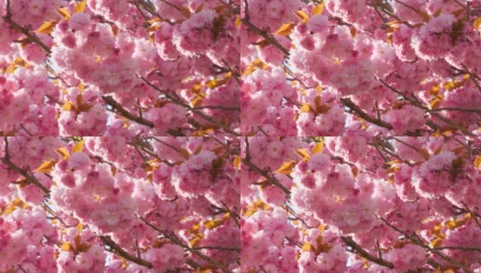 异常美丽的粉红色樱花在春天的一天的树上近距离观察高清在线视频素材下载
